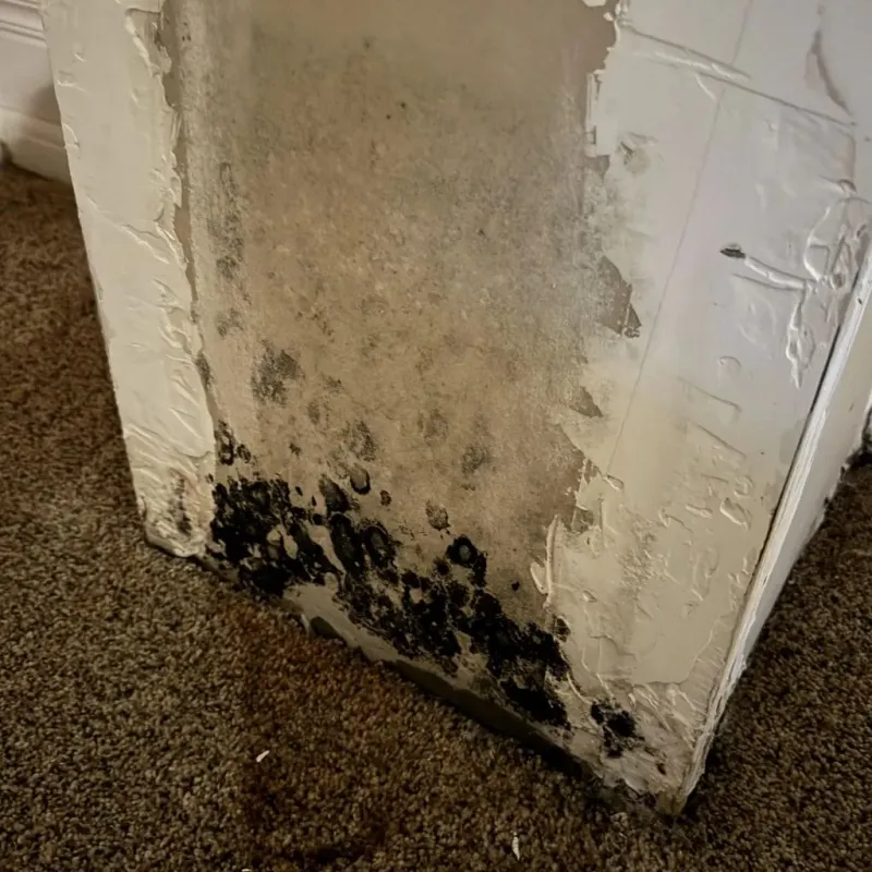 Professional Mold Removal in Springfield, VT